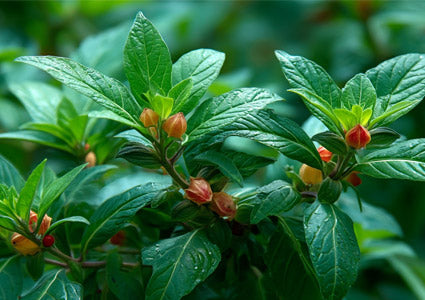 Close-up of Ashwagandha green leaves with small red fruits on a blurred green background